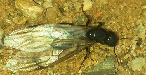 Réf. 208 220 : Messor sp.